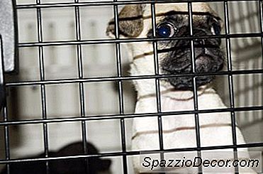 Hoe Een Hond Te Houden Van Defecating In Zijn Krat