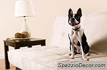 Mobilya Sökük Bir Köpek Tutmak Nasıl
