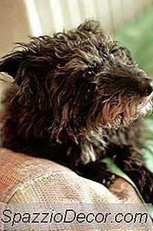 Como Manter Um Cão Fora Do Sofá