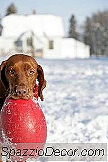 Come Mantenere Un Cane Stimolato