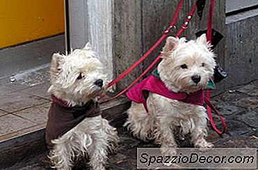 Como Manter Os Cães Calmos No Exame Veterinário