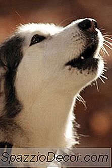 Comment Garder Les Chiens D'Aboyer À La Compagnie Ou Aux Étrangers