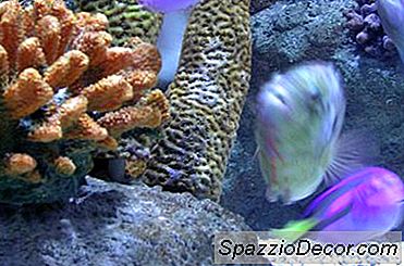 Cómo Mantener Los Niveles De Ph En Tu Acuario