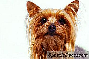 So Halten Sie Pollen Von Yorkies Langem Fell Fern