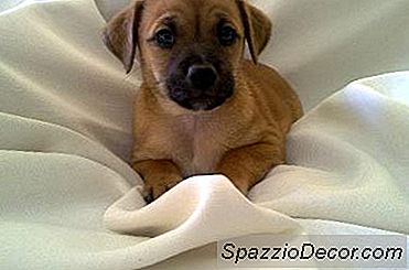 Como Manter Um Filhote De Cachorro Longe Da Mesa De Jantar