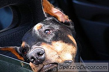 Comment Garder Un Chiot Confortable Lors D'Un Long Trajet