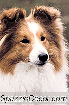 Como Manter Shelties De Beliscar As Costas De Suas Pernas