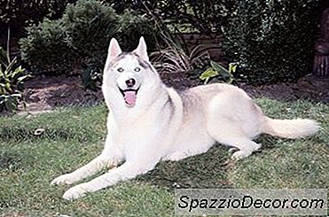 วิธีการรักษาไซบีเรียนฮัสกี้จากการขุดหลุม