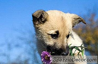 Cara Menjaga Anjing Anda Tidak Memakan Bunga