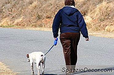 Wie Sie Ihren Hund An Der Leine Halten