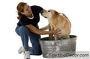 Köpeğinizin Dander Minimal Nasıl Tutulur