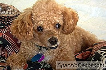 Fino Köpeği Sakin Nasıl Saklanır