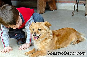 Cara Membunuh Kutu Pada Anjing Secara Organik