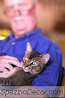 Cómo Hacerle Saber A Tu Gato Que Eres Jefe