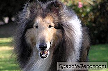Wie Man Einen Hund Bürstet