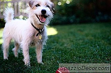 Wie Man Mit Hunden In Einem Wohnmobil Lebt