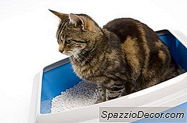 Jak Přimět Kočky, Aby Přestaly Používat Koupelnu, Kde By Neměly