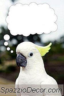 鳥のためのクライミングロープの作り方