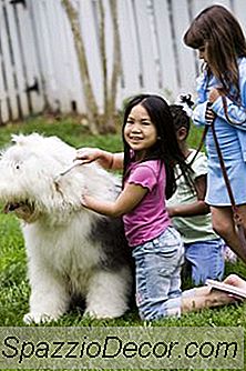 Como Fazer Um Cão Perder Seu Casaco De Inverno