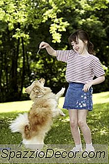 Como Fazer O Cão Fácil E Rápido Trata Sem Cozinhar
