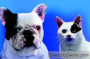 Làm Thế Nào Để Làm Cho Món Ăn Rẻ Nhất Dành Cho Mèo Và Chó Tự Chế
