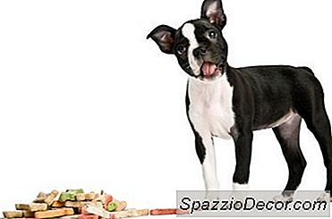 Come Fare Gli Ossequi Naturali Del Cane Con Le Verdure Secche Nel Forno