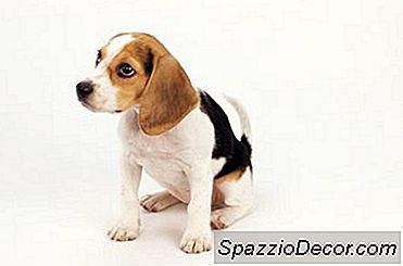 Cómo Hacer Que Un Cachorro Mantenga Su Orinal Sin Una Caja