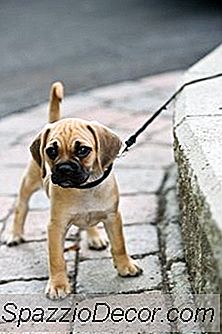 Como Fazer Um Cachorro Parar De Pular, Morder E Puxar As Roupas Ao Caminhar