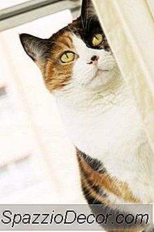 Hoe Windows Veilig Te Maken Voor Katten