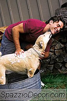 Como Fazer O Seu Próprio Xampu Hipoalergênico Para Cães