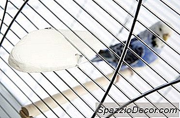 Bir Muhabbet Kuşunun Yeni Bir Kafese Nasıl Taşınacağı