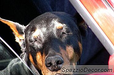 Como Mover Uma Longa Distância Do Cão