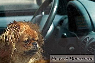 Comment Sortir De L'État Avec Des Chiens