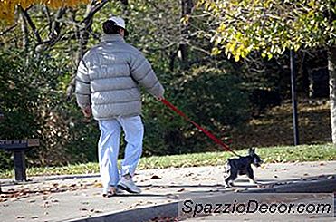 Bir Sıkılmış Köpek Işgal Nasıl