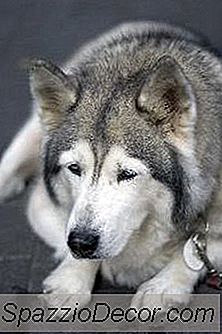 Miten Potty Junan Vanhukset Koira