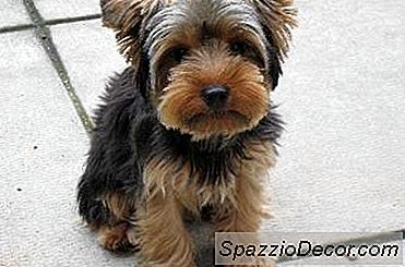 Cum Să Trenul De Dresaj Un Yorkshire Terrier