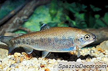 Cómo Prevenir La Acumulación De Amoníaco En Un Acuario