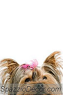 Cara Mencegah Kotoran Berminyak Dalam Terrier Yorkshire
