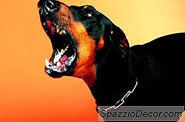 Como Impedir Que Seu Cão Latisse Na Campainha Da Porta