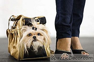 Cómo Proteger Patas De Perro Naturalmente
