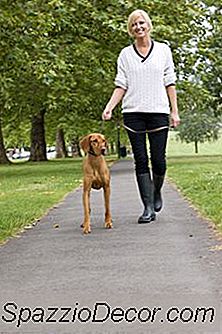 Como Se Proteger Contra Cães Agressivos Ao Andar Seu Próprio Cão