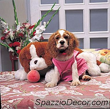 Jak Zvýšit Důvěryhodný, Milující A Poslušný Pes