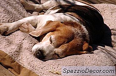 कैसे एक बीमार कुत्ते को पुनर्जन्म करने के लिए