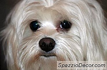 Como Remover Manchas Marrons Em Torno Da Boca Do Cão