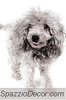 Bir Fino Köpeği Üzerinde Saç Snags Nasıl Kaldırılır