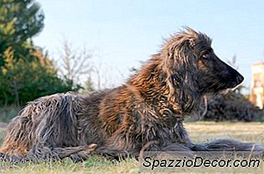 Como Remover Adesivos De Pele De Cachorro