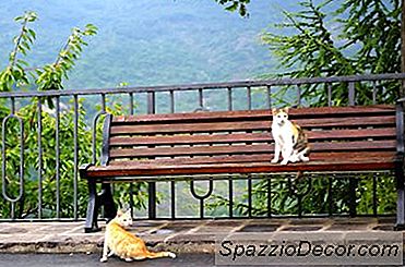 Hvordan Redde En Feralkatt