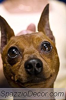 Hoe Een Dwergpinscher Naar Een Potje Buiten Te Trainen