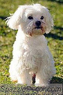 Cara Mengatasi Maltese Of Fleas