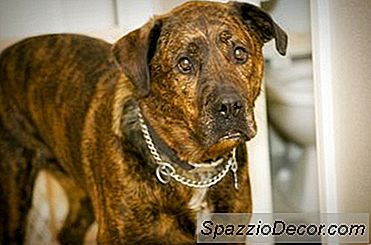 Wie Man Nach Einem Mit Mikrochips Versehenen Hund Sucht